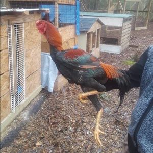 Meet your Posher, Richard